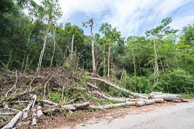 Maybe you would like to learn more about one of these? Tree Service Tree Trimming Santa Clarita Ca Affordable