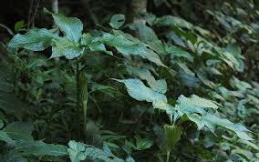 Image result for Arisaema mildbraedii
