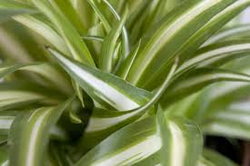 Image result for Chlorophytum lancifolium