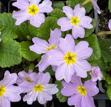 Image result for Primula