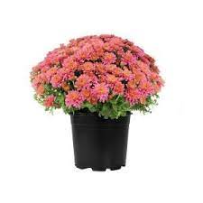 Altman Plants Web 1g Mum Pink Single 0881133 The Home Depot Perennials Plants Chrysanthemum Plant