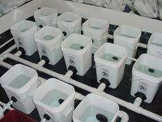 17 Rdwc Ideas Hydroponics Hydroponics System Hydroponics Diy