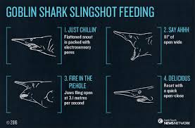 What is the goblin sharks favorite prey? The Goblin Shark S Slingshot Jaws Are The Fastest Of Any Shark Species How It Works Earth Touch News