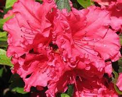Azalea Formosa Etsy Early Spring Flowers Plant Gifts Flower Farmer