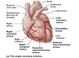 Coronary Arteries Coronary Arteries Arteries Coronary