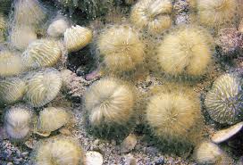 Image result for Disperis reklieberae