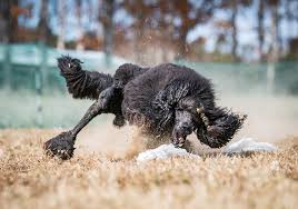 Image result for Pearsonia