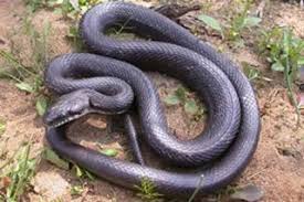 Congratulations, you've found what you are looking mature teacher eats a big black snack ? Rat Snake Facts Live Science