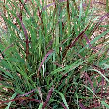 Image result for Panicum infestum