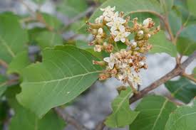 Image result for Psorospermum mechowii