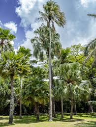 Image result for Livistona drudei