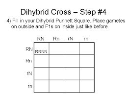 It is a very simple application which is intended to do calculations on all monohybrid, dihybrid, and trihybrid crosses. Genetics Mendels Laws Of Heredity And Dihybrid Crosses