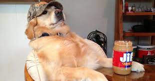 Redneck Dog Meme On Imgur