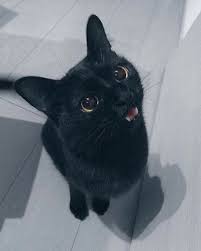 Black Cat Http Welovekitties Com Pin Black Cat Cute Black Cats Cats Cute Cats