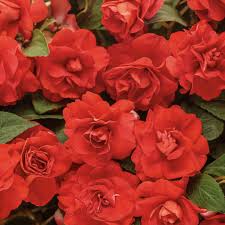 Image result for Impatiens sylvicola