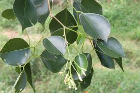 Image result for Dalbergia sissoo