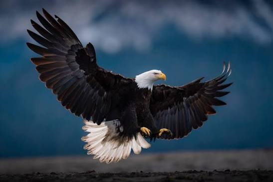 Just continuing to share some images of eagles from the latest adventure.  #baldeagle #aaronstours