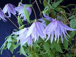 Maybe you would like to learn more about one of these? How To Grow Spring Flowering Clematis Saga