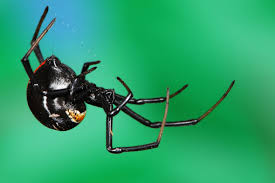 The black widow spider is a large widow spider found throughout the world and commonly associated with urban habitats or agricultural areas. True Facts About The World S Most Fear Inducing Spider Natural World Earth Touch News
