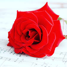 Plus this application does not require an internet connection, so it . A World Of Beautiful A World Of Beautiful Flowers