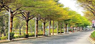 Image result for Terminalia mantaly