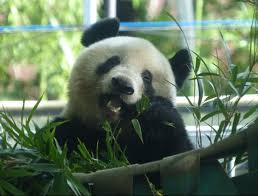 2020 10 13シャンちゃん楽しそう パンダ シャンシャン ちゃん