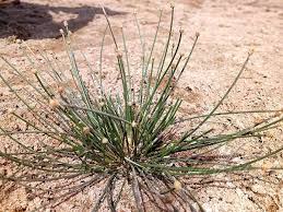 Image result for Eleocharis geniculata