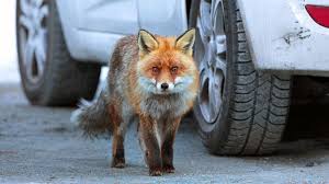 In diesem fall ist es ein kaninchen. Tiere In Der Stadt Forstwirtin Geva Peerenboom Uber Fuchs Marder Wildschein Dlf Nova