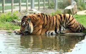 Amur Tiger At Marwell Zoo Extinct Animals Extinct And Endangered Animals Marwell Zoo