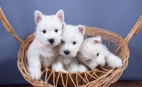 Rusty is a medium size dog at 65 pounds. Westie Vibes Page 5 Of 10 Q A Guides Advice From A Westie Owner