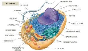 Maybe you would like to learn more about one of these? Sel Hewan Pengertian Struktur Bagian Fungsi Gambar Lengkap