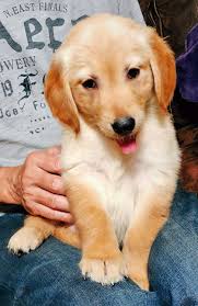 This dog needs human companionship; Cute Golden Retriever Alabama Usa Cute Doggies And Puppies Free Images