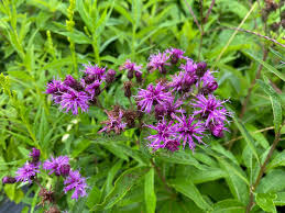 Image result for Vernonia wollastonii