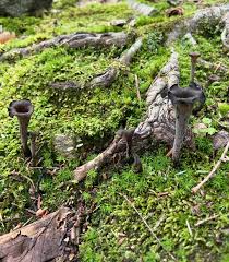 Image result for Craterellus fallax