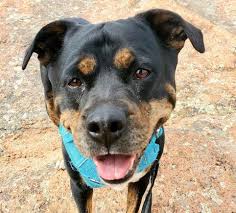 Maybe you would like to learn more about one of these? Dog For Adoption Baby In Colorado A Rottweiler Mix In Denver Co Petfinder