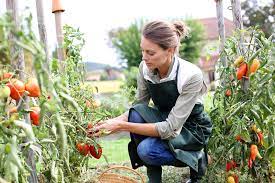 Pour ajouter une protection supplémentaire à vos plants de tomates contre les intempéries et le mildiou, vous pouvez acquérir une serre à tomate. Planter Les Tomates Gamm Vert