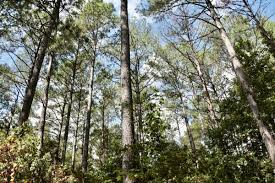 Mac Parsons, real estate agent at National Land Realty