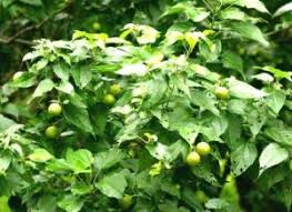 Image result for Tannodia swynnertonii