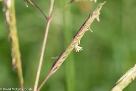Image result for Sporobolus pyramidalis