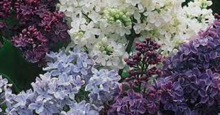 Pin On Lilacs