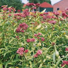 Image result for Humularia meyeri-johannis