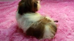 Reservations are suggested if you would like a puppy from us. Red White Imperial Shih Tzu Puppies For Sale Imperial Shih Tzu Youtube