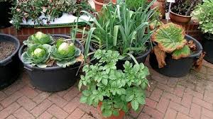 Sebze yetiştirmek için kullanacağınız saksının derinliği çok önemlidir. Balkonda Sebze Yetistirme Yapi Dekorasyon 360 Hobi Bahceleri Bahce Vejetaryen Bahceleri