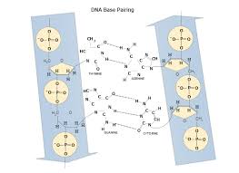 Diagrammatic forms of visualization are ubiquitous in scientific publications, as well as in popular mediations of scientific contents. Scientific Diagram Maker Free Online App For Drawings And Diagrams