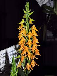 Image result for Polystachya malilaensis