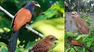 Suara burung kacer betina sering kali digunakan oleh para pencari burung kicau kacer di hutan, karena lebih ringkas dan praktis saat digunakan memikat tanpa harus repot membawa kurungan burung dan burung kacer asli sebagai pemikat. Suara Burung Bubut Alang Alang Mp3 Storymusik
