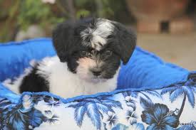 Havanese puppies for sale in southern california. Breeder California Havanese Breeder California Havanese Puppies Kokomo Havanese Havanese Puppies Havanese Havanese Puppies For Sale