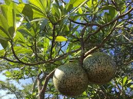 Image result for Voacanga