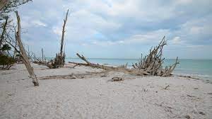I Love The Driftwood On This Beach Beer Can Island Longboat Key Florida Driftwood Beach Florida Travel Beach