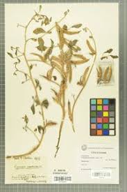 Image result for Cyamopsis